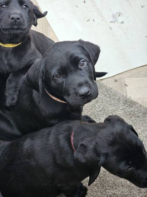 **READY NOW black Labrador puppies** for sale in Cambridgeshire - Image 2