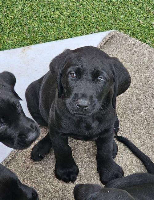 **READY NOW black Labrador puppies** for sale in Cambridgeshire - Image 4