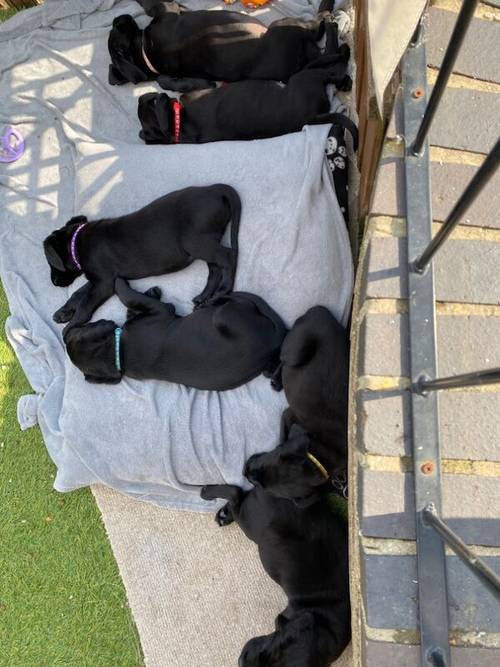 **READY NOW black Labrador puppies** for sale in Cambridgeshire - Image 5