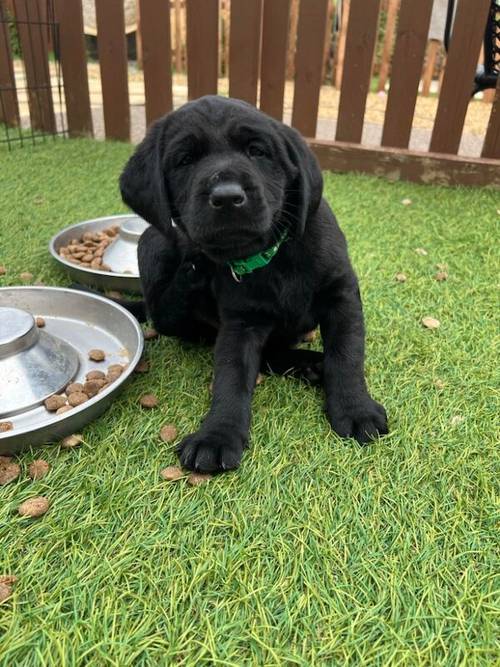 **READY NOW black Labrador puppies** for sale in Cambridgeshire - Image 7