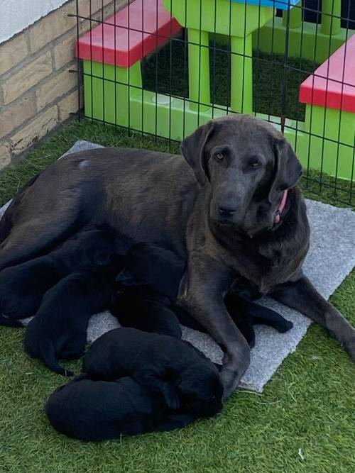 **READY NOW black Labrador puppies** for sale in Cambridgeshire - Image 9