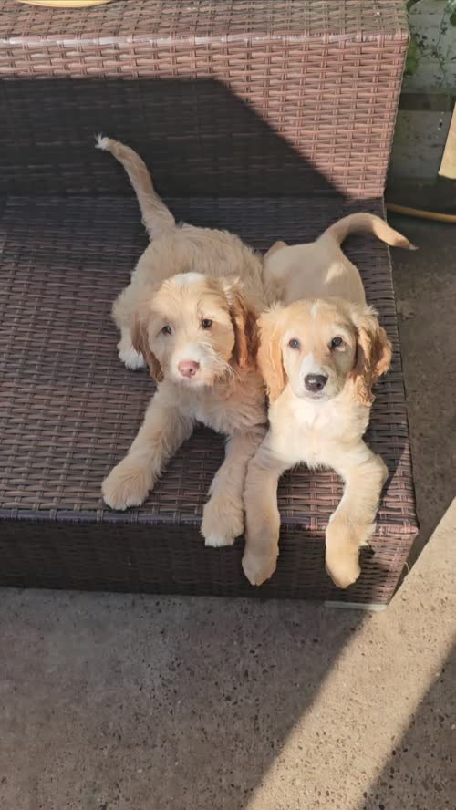 Ready now - Cockapoo puppies for sale in Stainforth, South Yorkshire