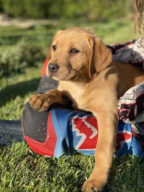 Ready now ftch Labrador puppies for sale in Greater Manchester