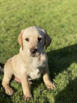 Ready now ftch Labrador puppies for sale in Greater Manchester | Image 2