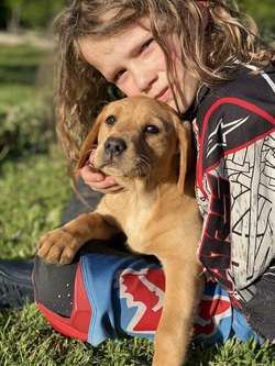 Ready now ftch Labrador puppies for sale in Greater Manchester | Image 3