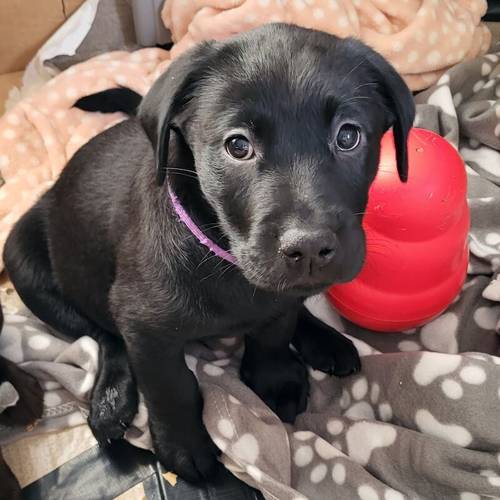 Ready now- KC Black Boy - smart and beautiful for sale in Cambridge, Cambridgeshire - Image 1