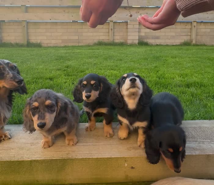 Dachshund puppies for sale in Whitehaven, Cumbria – KC registered, 8 weeks old