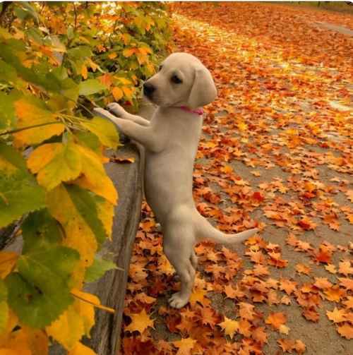 READY NOW!! KC Reg HEALTH TESTED Yellow White Labrador Puppies for sale in Manchester, Greater Manchester