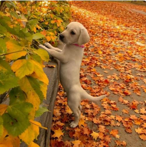 READY NOW!! KC Reg HEALTH TESTED Yellow White Labrador Puppies for sale in Manchester, Greater Manchester - Image 1