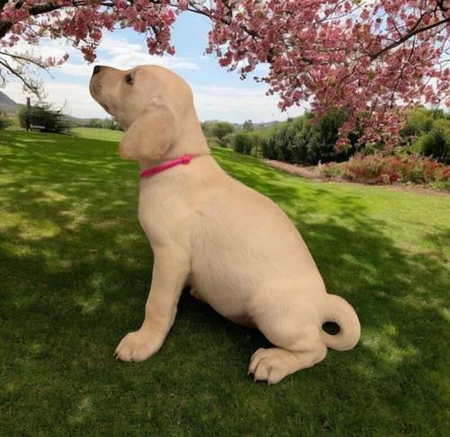 READY NOW!! KC Reg HEALTH TESTED Yellow White Labrador Puppies for sale in Manchester, Greater Manchester - Image 2