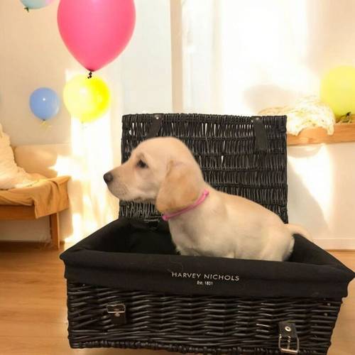 READY NOW!! KC Reg HEALTH TESTED Yellow White Labrador Puppies for sale in Manchester, Greater Manchester - Image 3