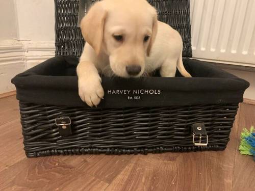 READY NOW!! KC Reg HEALTH TESTED Yellow White Labrador Puppies for sale in Manchester, Greater Manchester - Image 4