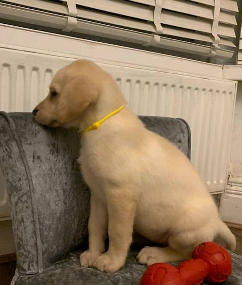 READY NOW!! KC Reg HEALTH TESTED Yellow White Labrador Puppies for sale in Manchester, Greater Manchester - Image 5