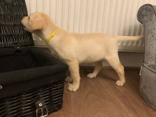 READY NOW!! KC Reg HEALTH TESTED Yellow White Labrador Puppies for sale in Manchester, Greater Manchester - Image 6