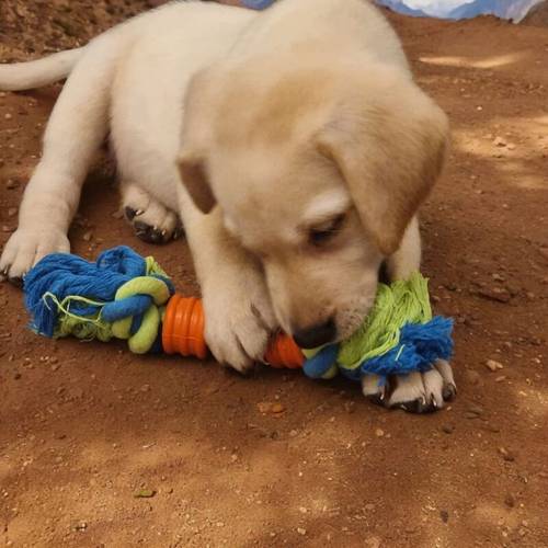 READY NOW!! KC Reg HEALTH TESTED Yellow White Labrador Puppies for sale in Manchester, Greater Manchester - Image 7