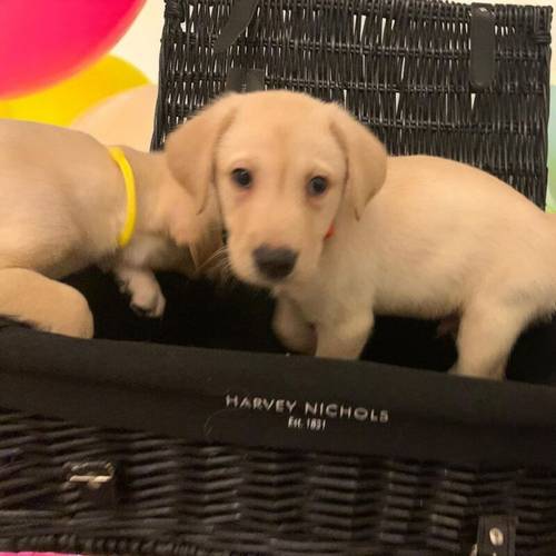 READY NOW!! KC Reg HEALTH TESTED Yellow White Labrador Puppies for sale in Manchester, Greater Manchester - Image 8