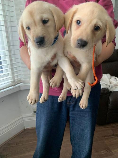 READY NOW!! KC Reg HEALTH TESTED Yellow White Labrador Puppies for sale in Manchester, Greater Manchester - Image 9