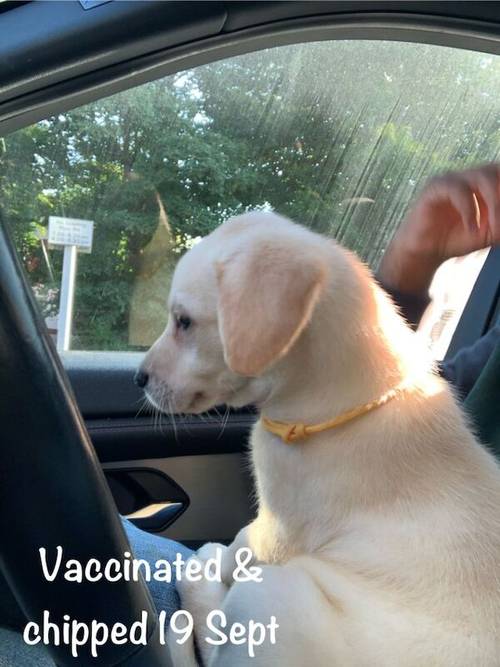 READY NOW!! KC Reg HEALTH TESTED Yellow White Labrador Puppies for sale in Manchester, Greater Manchester - Image 10