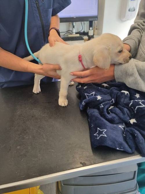 READY NOW!! KC Reg HEALTH TESTED Yellow White Labrador Puppies for sale in Manchester, Greater Manchester - Image 14