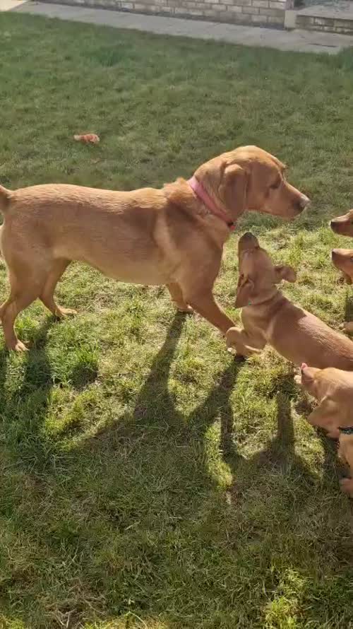 READY NOW! KC registered Fox Red Labrador puppies from 5th Generation Enhanced parents for sale in Wynyard Village, County Durham