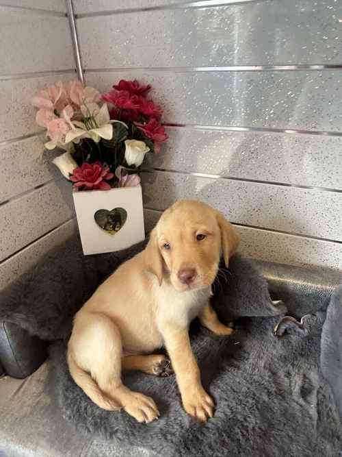 READY NOW 1 Kc registered Labrador male for sale in Worcestershire