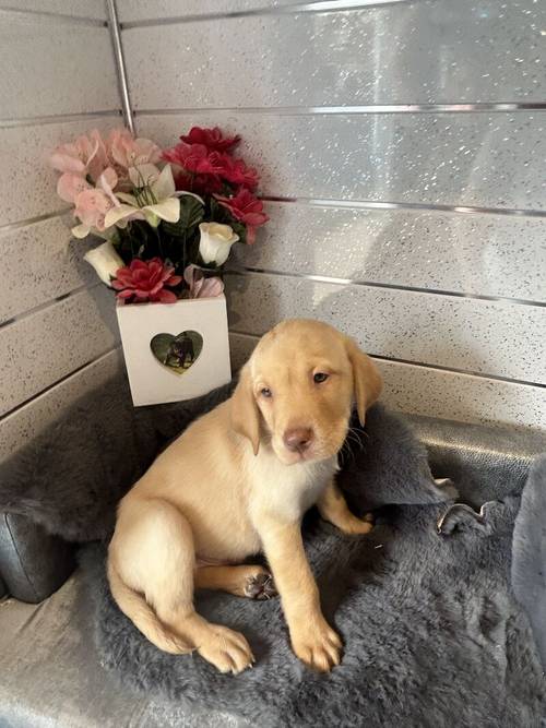 READY NOW 1 Kc registered Labrador male for sale in Worcestershire - Image 1