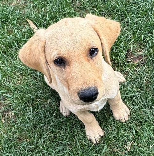 READY NOW KC registered Labrador's pups for sale in Wisbech, Cambridgeshire - Image 1