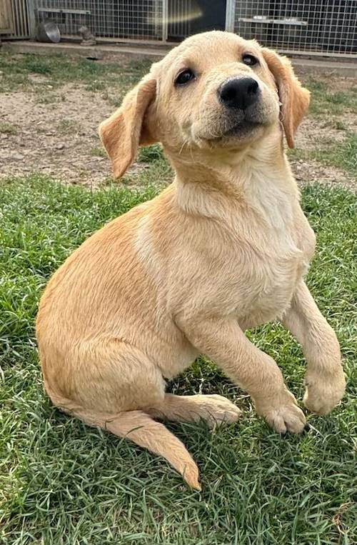 READY NOW KC registered Labrador's pups for sale in Wisbech, Cambridgeshire - Image 2