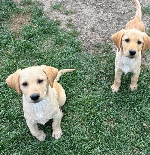 READY NOW KC registered Labrador's pups for sale in Wisbech, Cambridgeshire - Image 3