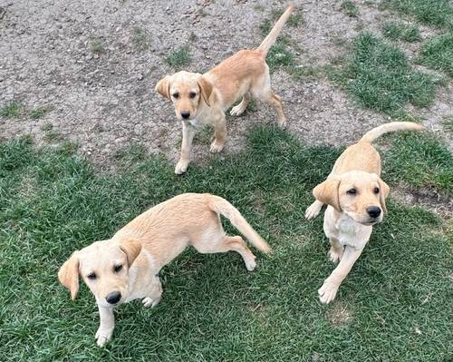 READY NOW KC registered Labrador's pups for sale in Wisbech, Cambridgeshire - Image 4