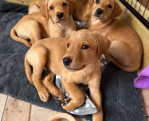 Ready now - KC Registered Pedigree Labrador puppies. for sale in Ammanford / Rhydaman, Dyfed