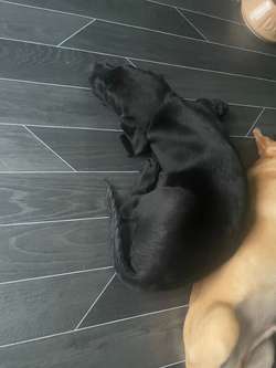 ALL SOLD - KC Reg, Health Tested Parents for sale in Doncaster, South Yorkshire | Image 2