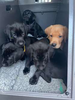 ALL SOLD - KC Reg, Health Tested Parents for sale in Doncaster, South Yorkshire | Image 3