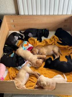 READY NOW. Only 3 Left - Black Girls for sale in Stratford-upon-Avon, Warwickshire | Image 3