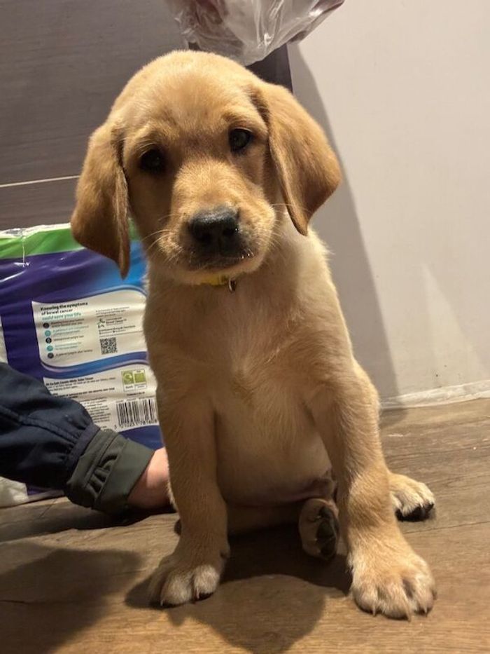 Labrador Retriever puppies for sale in Norfolk – KC registered, 7 weeks old