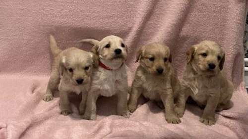 Ready now7 f1.Labradoodle puppies for sale in Slough, Berkshire