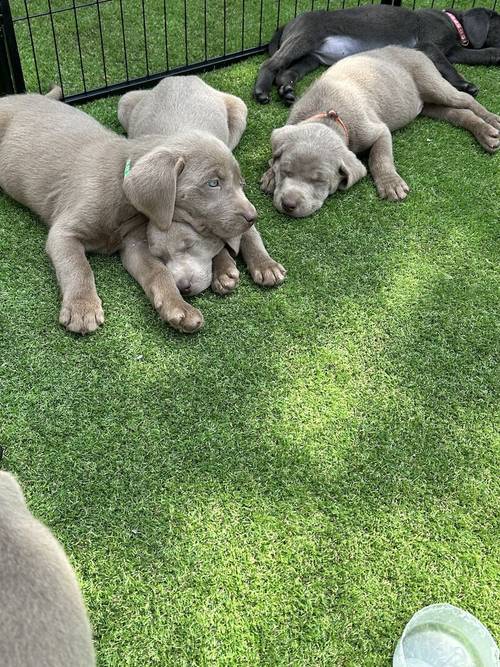 REDUCED!2 boys left - Silver Labradors - KC registered and Health Tested for sale in Crewe, Cheshire - Image 13