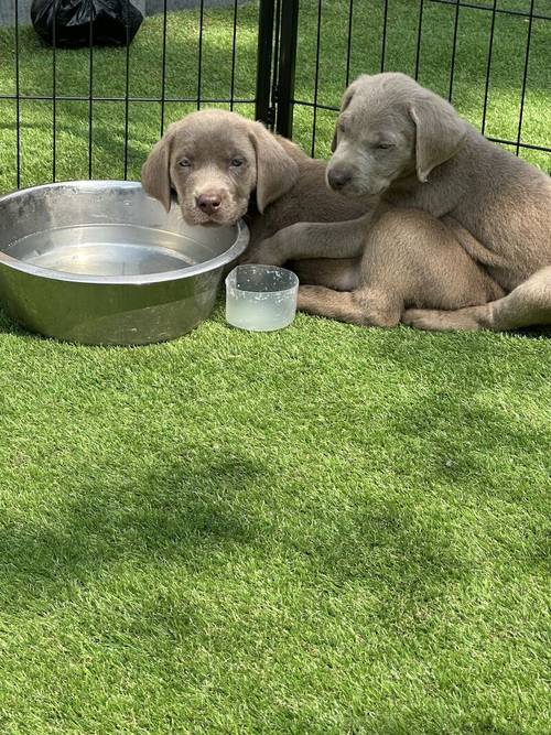 REDUCED!2 boys left - Silver Labradors - KC registered and Health Tested for sale in Crewe, Cheshire - Image 14