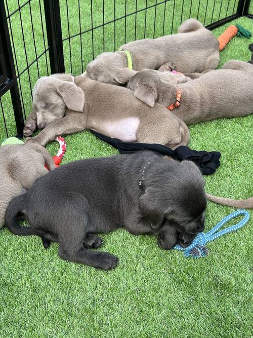 REDUCED!2 boys left - Silver Labradors - KC registered and Health Tested for sale in Crewe, Cheshire - Image 15