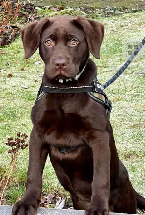 Ready to go NOW KC Registered Chocolate Lab Pups for sale in Beal, North Yorkshire