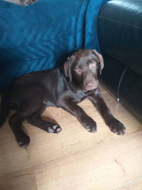 Ready to go NOW KC Registered Chocolate Lab Pups for sale in Beal, North Yorkshire - Image 6