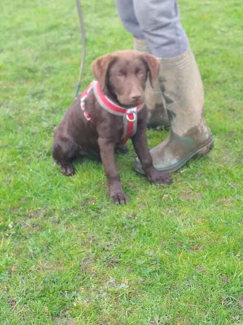 Ready to go NOW KC Registered Chocolate Lab Pups for sale in Beal, North Yorkshire