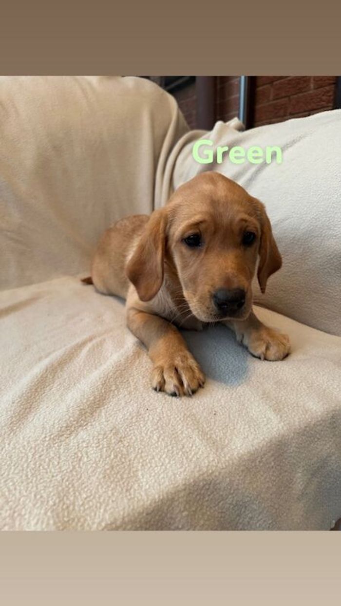 Labrador Retriever puppies for sale in Kingston upon Hull, East Riding of Yorkshire – KC registered, 10 weeks old