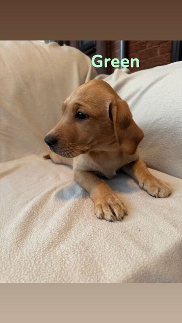Labrador Retriever puppies for sale in Kingston upon Hull, East Riding of Yorkshire – KC registered, 10 weeks old - Image 2 of 11