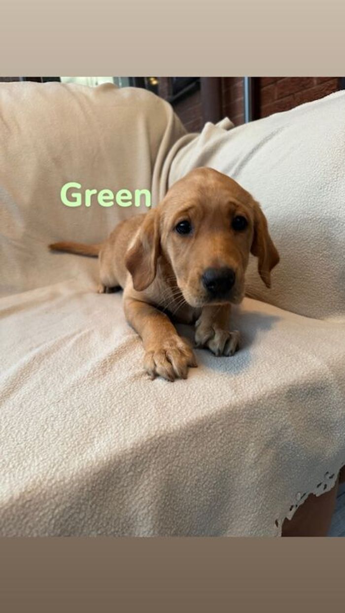Labrador Retriever puppies for sale in Kingston upon Hull, East Riding of Yorkshire – KC registered, 10 weeks old - Image 3 of 11