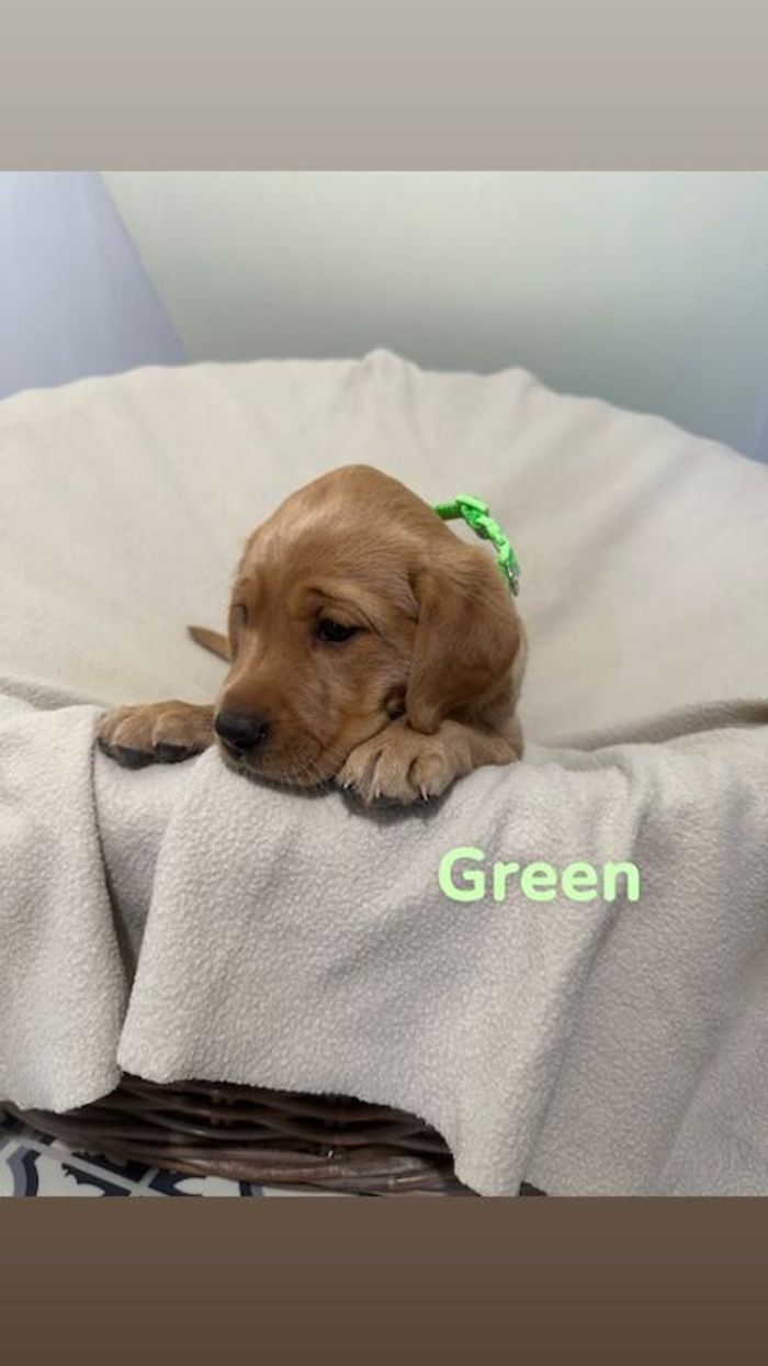 Labrador Retriever puppies for sale in Kingston upon Hull, East Riding of Yorkshire – KC registered, 10 weeks old - Image 4 of 11