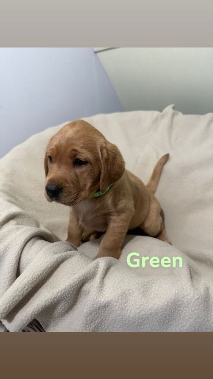 Labrador Retriever puppies for sale in Kingston upon Hull, East Riding of Yorkshire – KC registered, 10 weeks old - Image 5 of 11