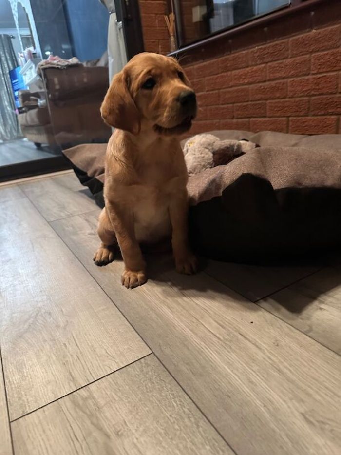 Labrador Retriever puppies for sale in Kingston upon Hull, East Riding of Yorkshire – KC registered, 10 weeks old - Image 6 of 11