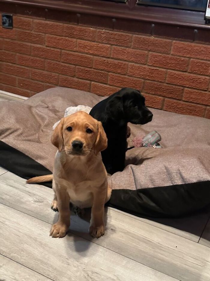 Labrador Retriever puppies for sale in Kingston upon Hull, East Riding of Yorkshire – KC registered, 10 weeks old - Image 7 of 11