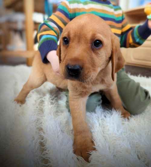 Ready to leave 2nd May - *Last Fox Red Boy* KC Registered Labrador Puppies for sale in Doncaster, South Yorkshire